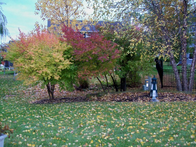 1180 Lewis Road Geneva, IL 60134 - Photo 23 of 25 a view of a backyard with plants and large trees
