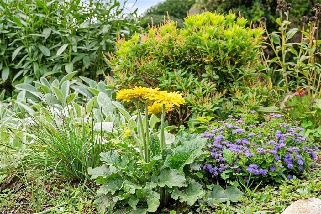 394 Plainfield Road, Unit 394 Concord, MA 01742 - Photo 7 of 40 a view of a plant in a garden