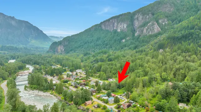 a backyard view with tall trees