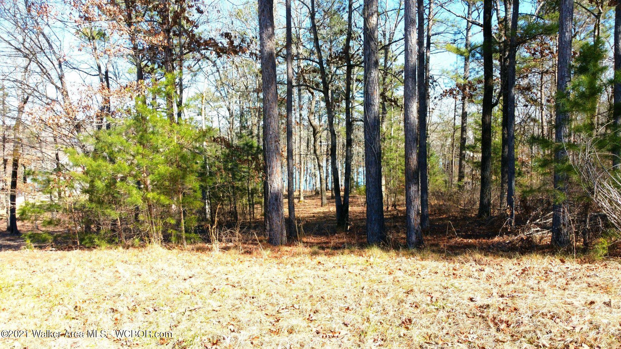 Lot 148 Stoney Point Road Double Springs, AL 35553 - Photo 3 of 17 Gallery Image 3