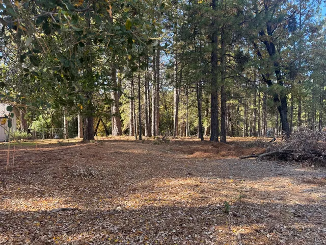 a view of a forest with trees