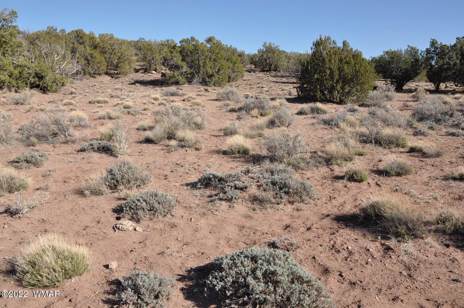 41 County Road Concho, AZ 85924 - Photo 5 of 13