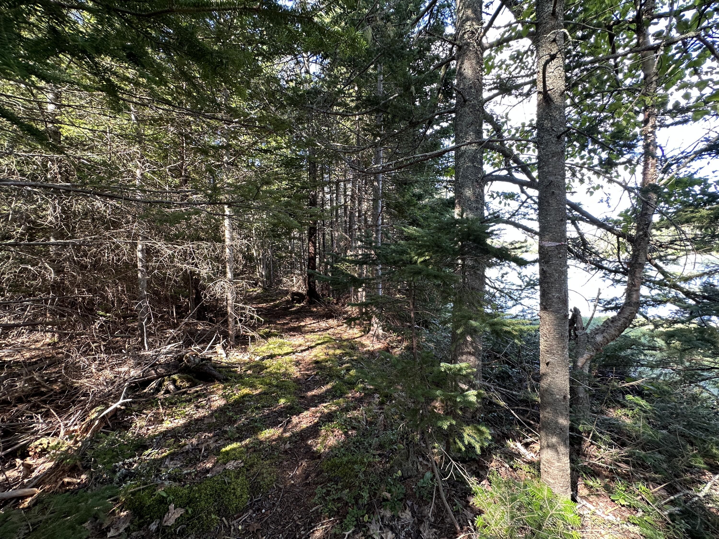 31 Fay Road Spruce Head, ME 04859 - Photo 71 of 77 Path Along Part of Shore
