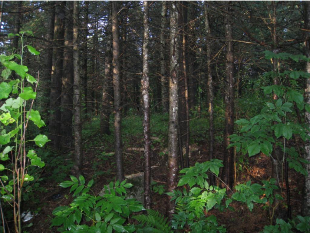 3173 Highway 114 Norton, VT 05907 - Photo 8 of 16 Gallery Image 8
