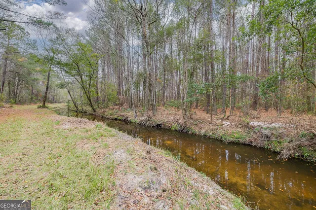a view of a forest with trees in the background