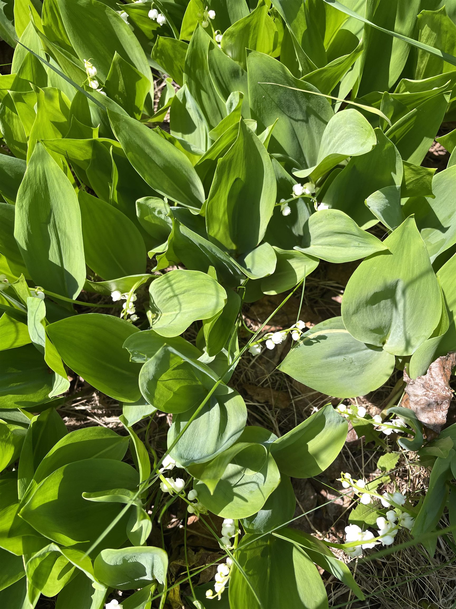 6095 State Highway 1 Silver Bay, MN 55614 - Photo 38 of 43