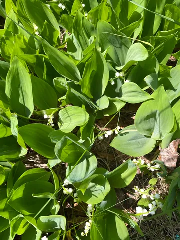 $365,000 | 6095 State Highway 1, Silver Bay, MN 55614