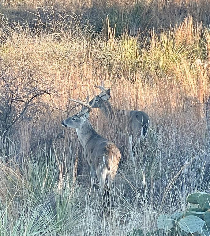 145 Lakesite Drive Spur, TX 79370 - Photo 12 of 20 a view of outdoor space and a yard