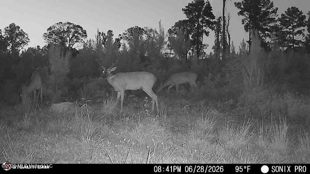 3368 Busy Corner Road Gloster, MS 39638 - Photo 35 of 36 7137acd9-6a3e-4f43-b96c-4a6a6b0220ba
