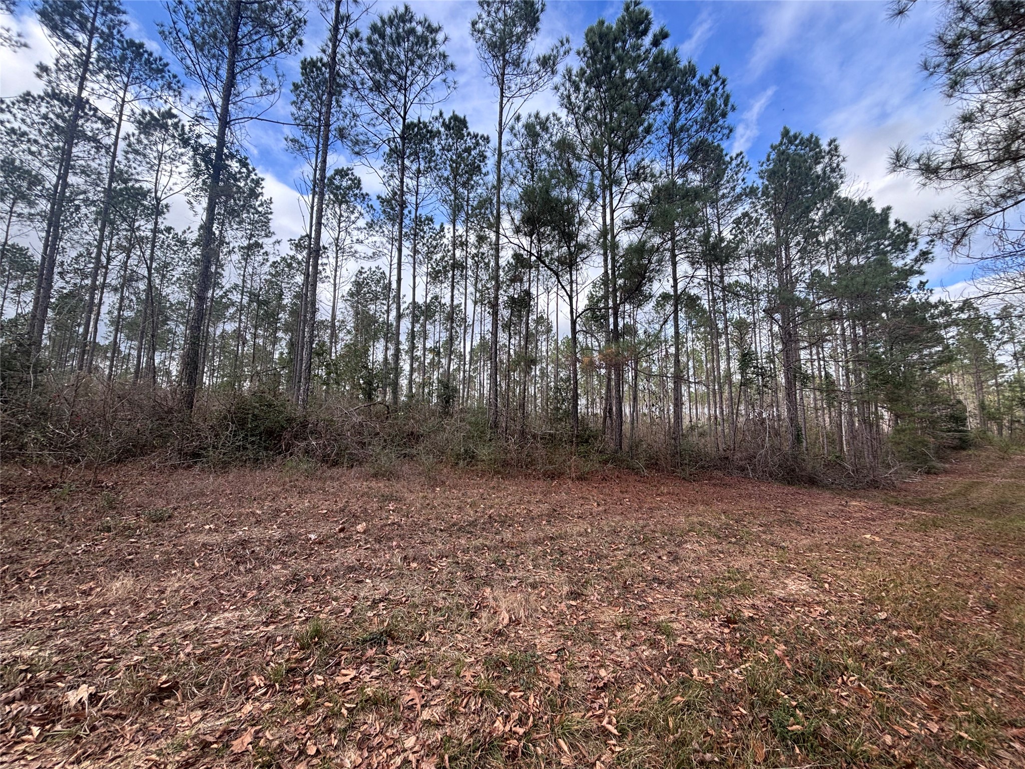 2 FM 1005 Jasper, TX 75951 - Photo 2 of 12 a view of a yard with trees