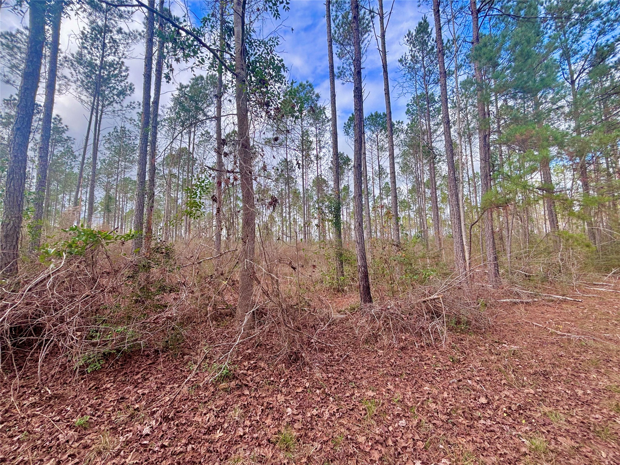2 FM 1005 Jasper, TX 75951 - Photo 3 of 12 a backyard of a house with lots of green space