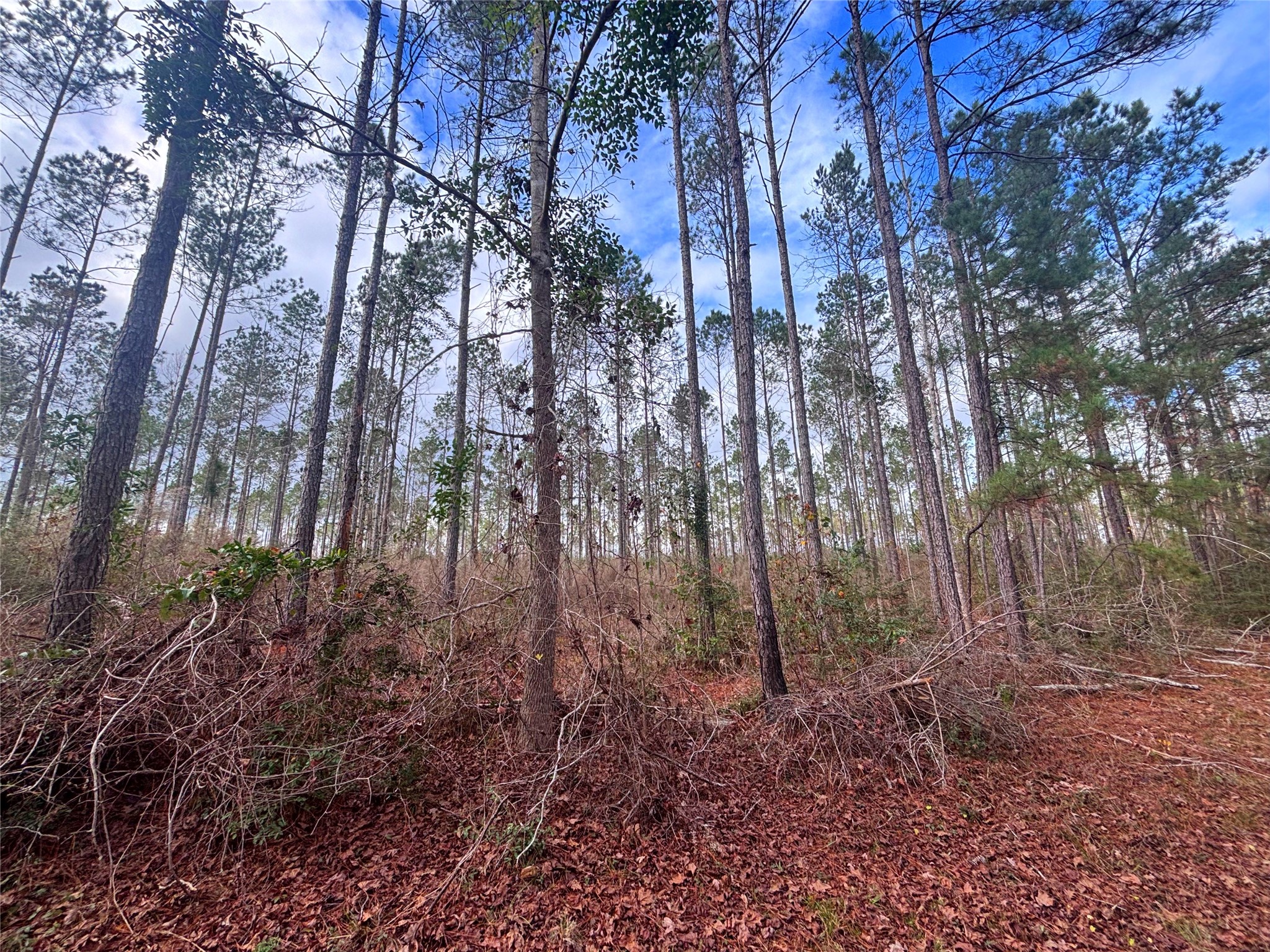 2 FM 1005 Jasper, TX 75951 - Photo 4 of 12 a backyard of a house with lots of plants and large trees