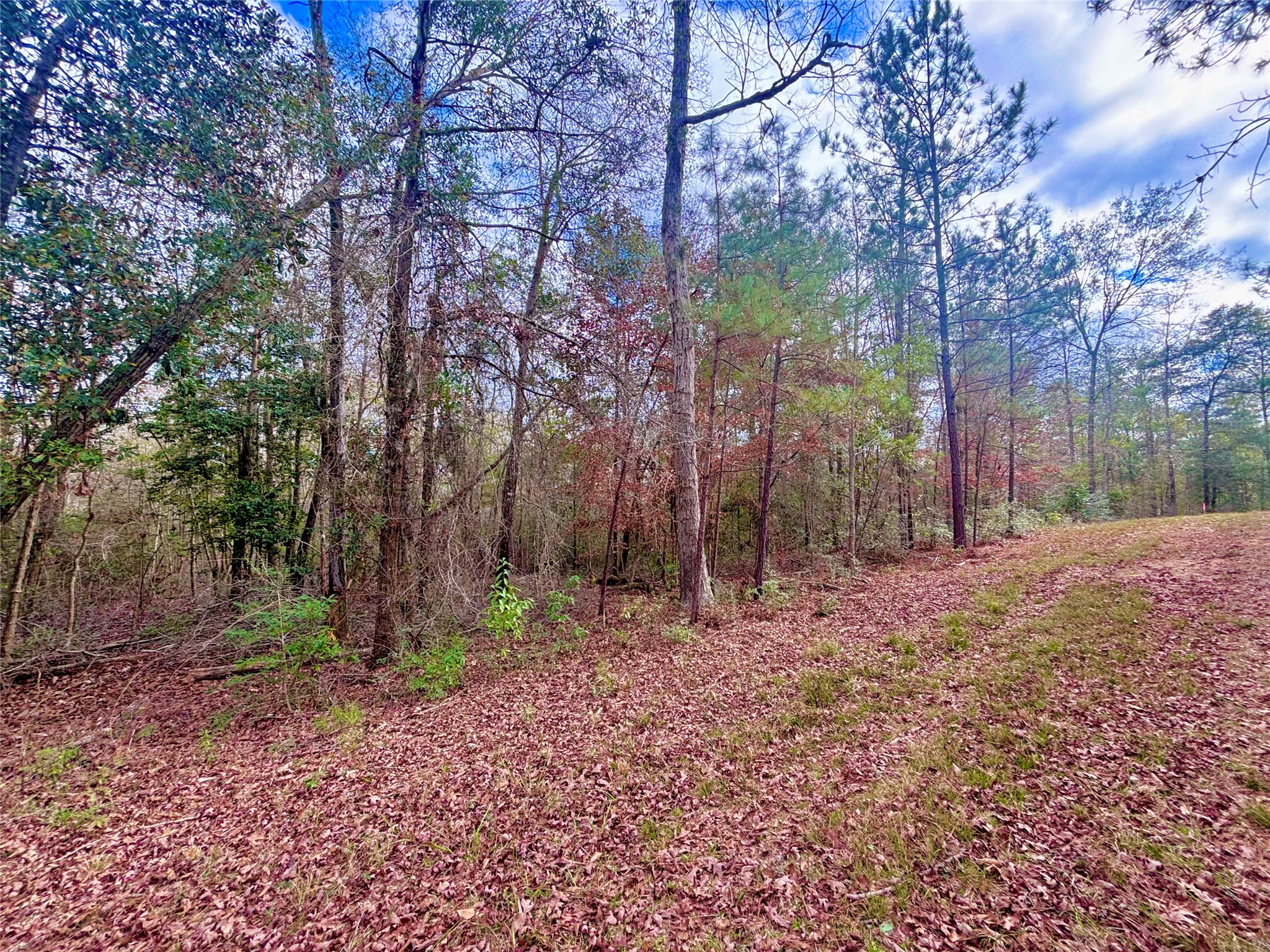 2 FM 1005 Jasper, TX 75951 - Photo 5 of 12 a backyard of a house with lots of green space