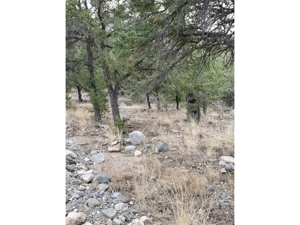 a view of a dry yard with trees