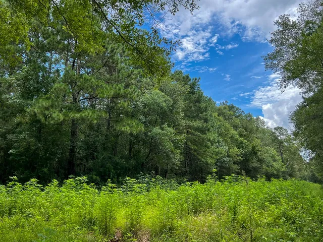 a view of a lush green forest with lots of trees