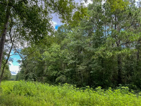 a view of a yard with trees