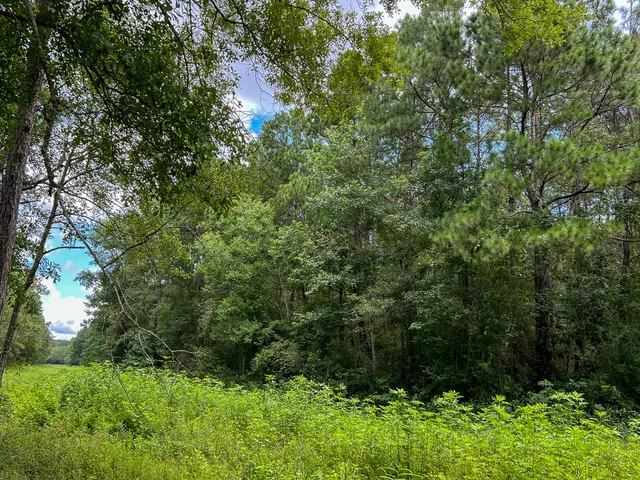 a view of a yard with trees