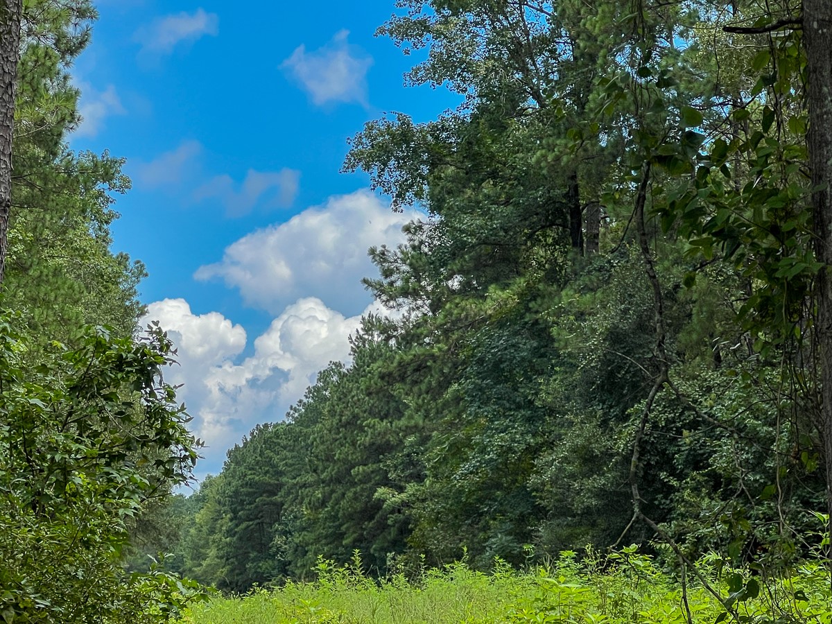 0 Ellis Lane Vidor, TX 77662 - Photo 2 of 13 a view of a bunch of trees and a yard