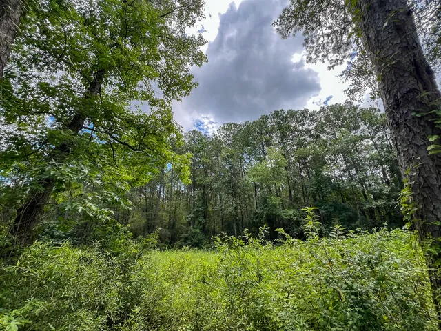 a view of a forest with a tree
