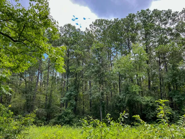 a view of a lush green forest with lots of trees