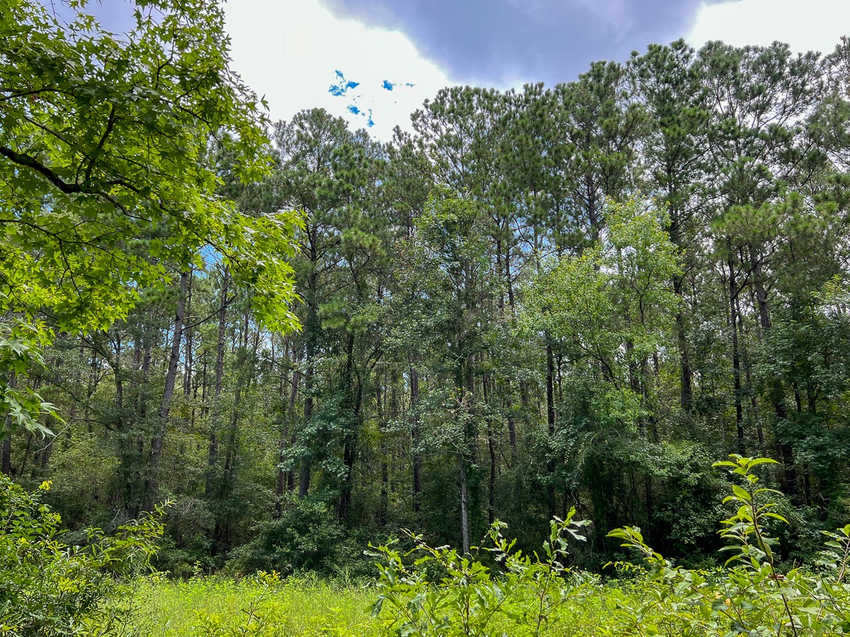 0 Ellis Lane Vidor, TX 77662 - Photo 4 of 13 a view of a forest with a tree