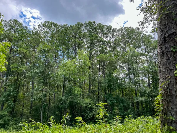 a picture of trees