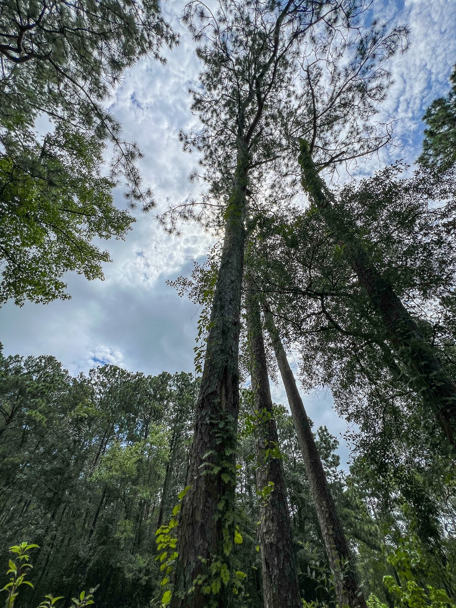0 Ellis Lane Vidor, TX 77662 - Photo 6 of 13 a picture of trees