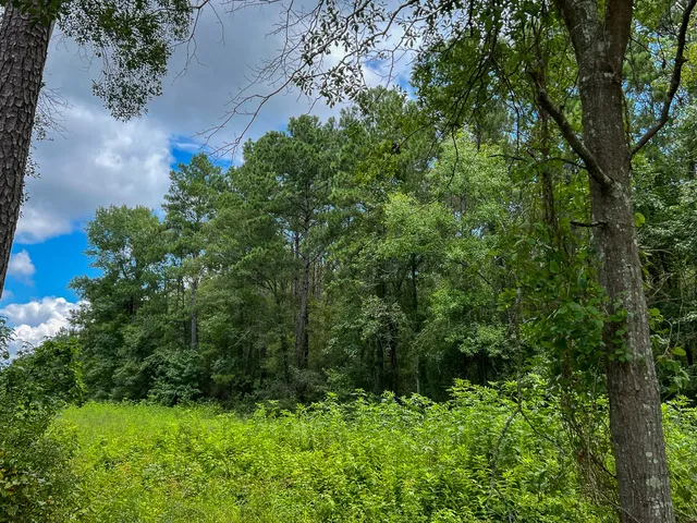 a view of a park with large trees
