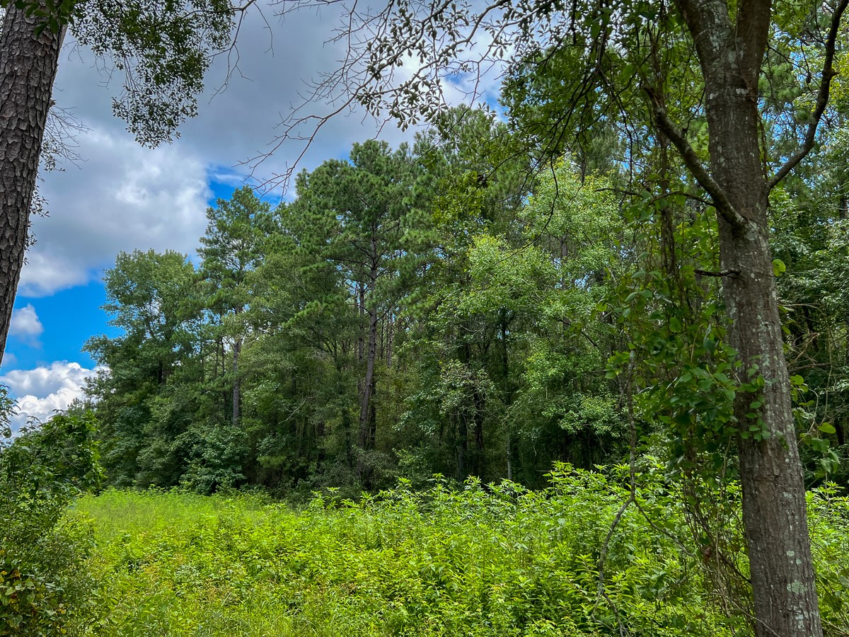 0 Ellis Lane Vidor, TX 77662 - Photo 8 of 13 a view of a garden
