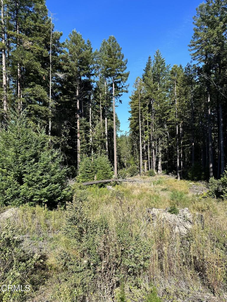 0 Cameron Road Elk, CA 95432 - Photo 1 of 1 a view of a yard with plants and trees