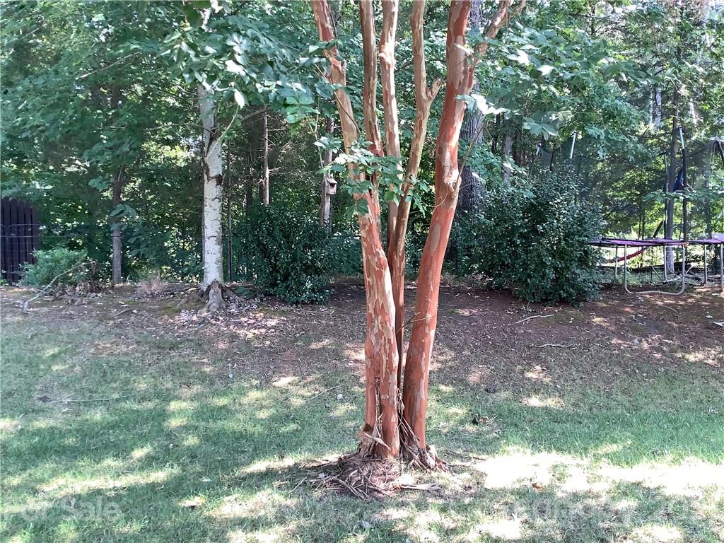 388 Sand Paver Way Fort Mill, SC 29708 - Photo 19 of 20 a view of a tree in the yard
