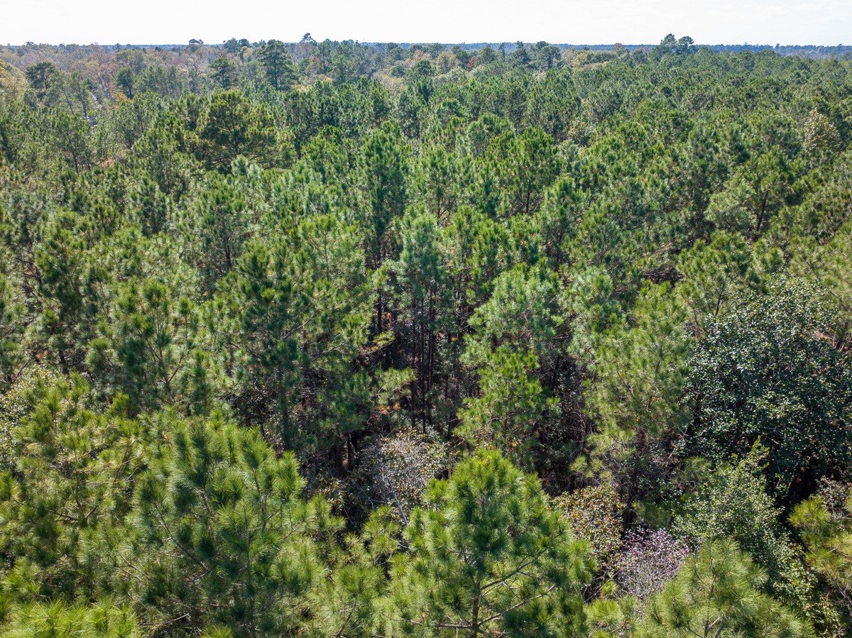0 Mendez Road Willis, TX 77378 - Photo 13 of 19 a view of a lush green forest with trees and houses