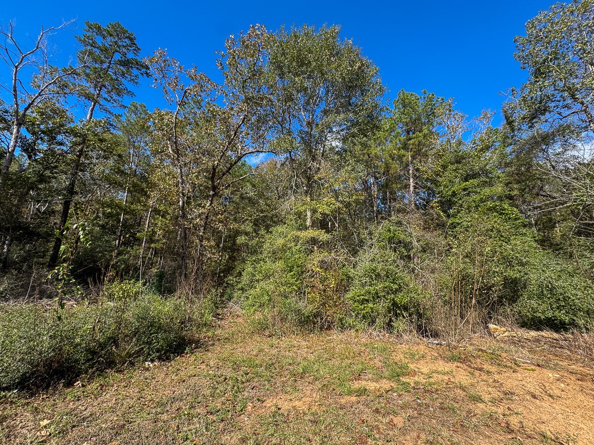 0 Mendez Road Willis, TX 77378 - Photo 16 of 19 a view of a yard with a tree