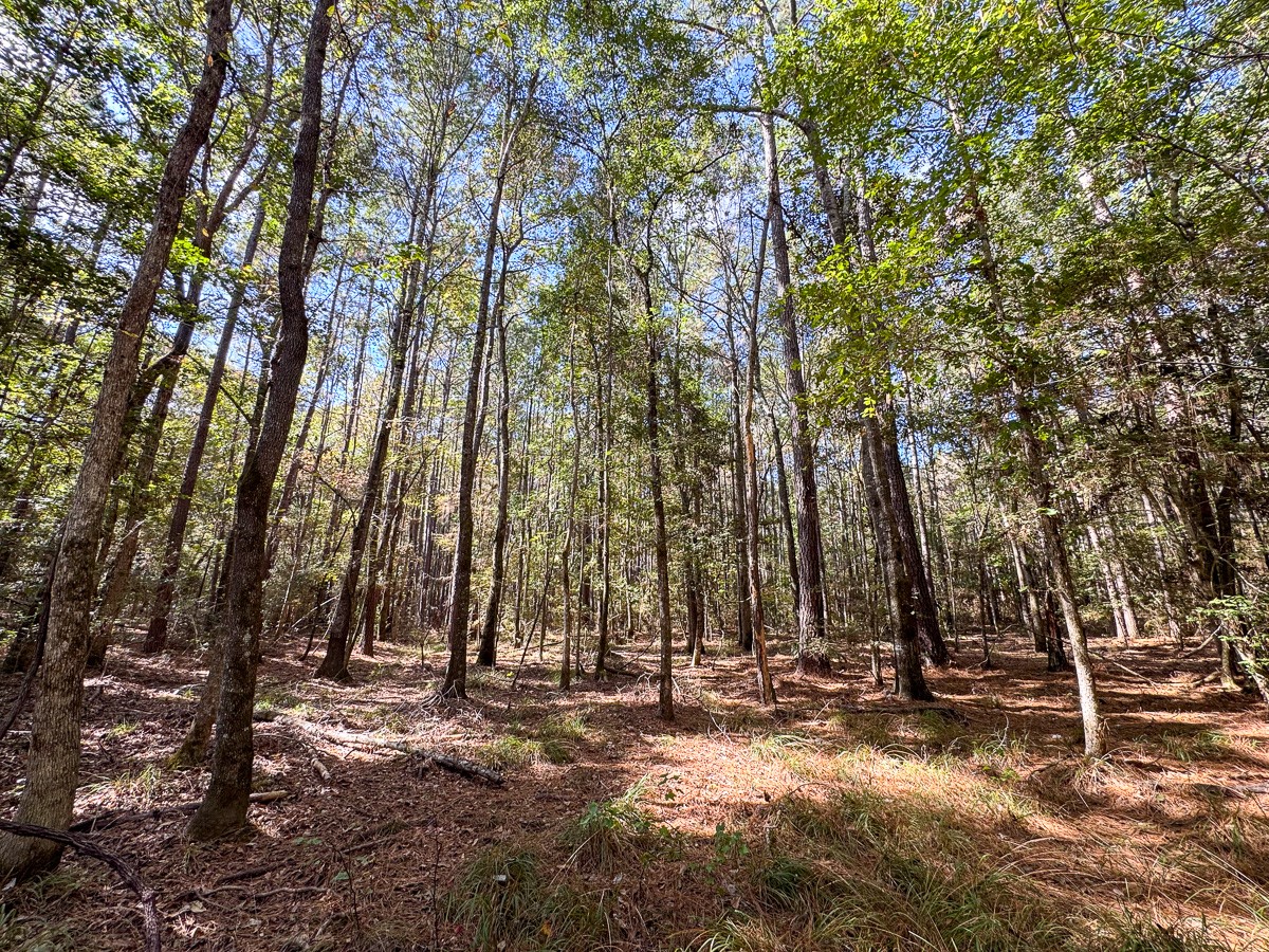 0 Mendez Road Willis, TX 77378 - Photo 3 of 19 a view of outdoor space with lots of trees