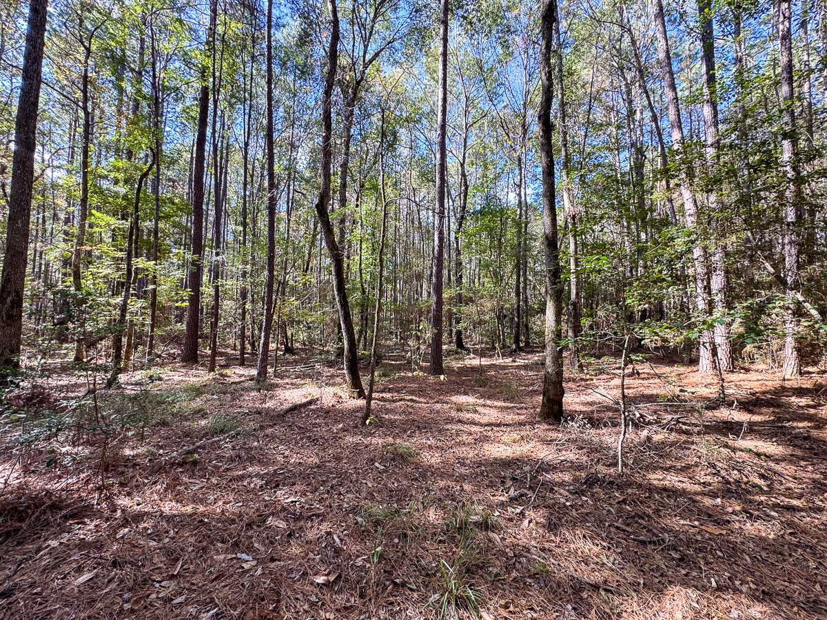 0 Mendez Road Willis, TX 77378 - Photo 4 of 19 a view of outdoor space with lots of trees