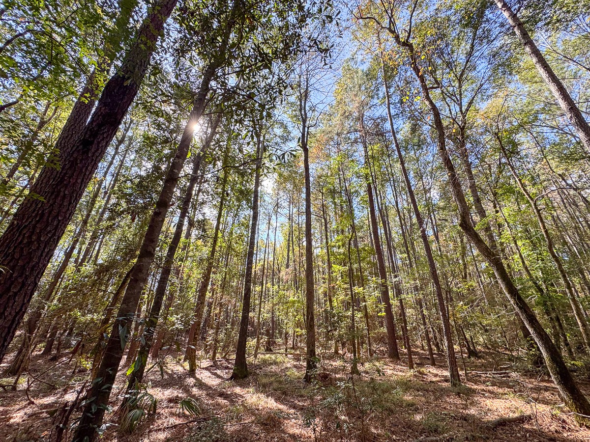 0 Mendez Road Willis, TX 77378 - Photo 5 of 19 a view of yard