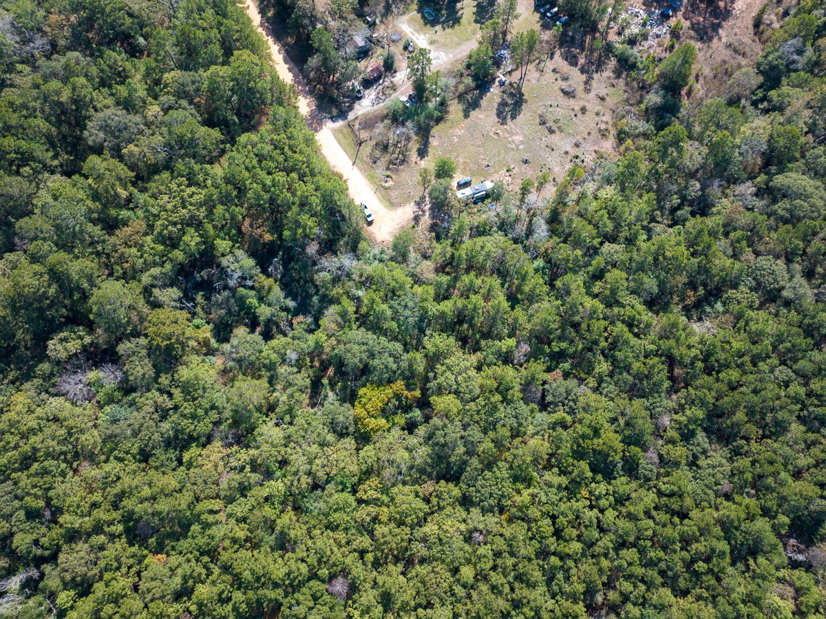 0 Mendez Road Willis, TX 77378 - Photo 10 of 19 a view of a forest with a tree