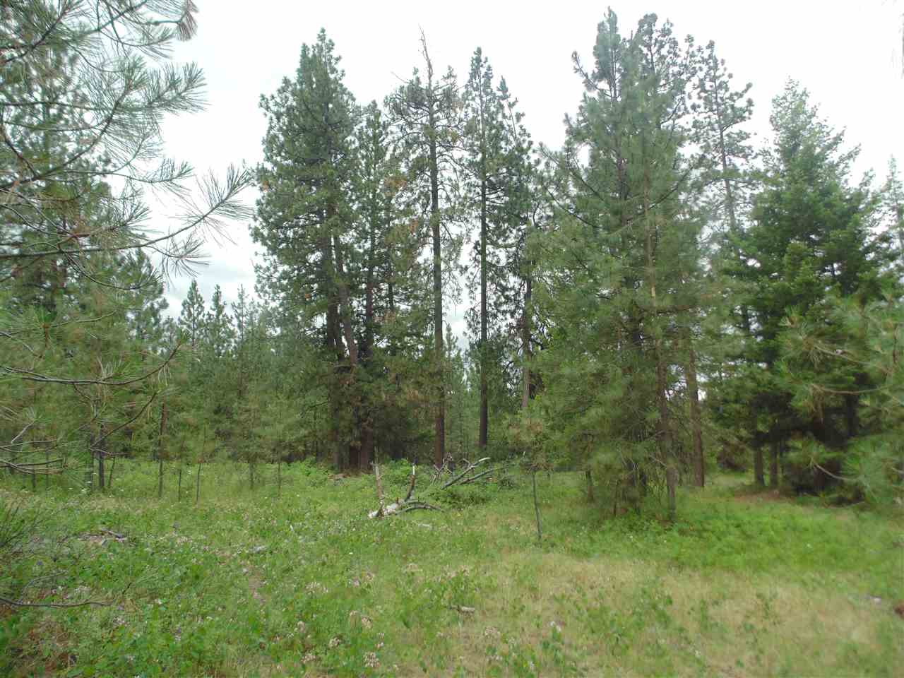 0 Darknell Road Elk, WA 99009 - Photo 14 of 19 Gallery Image 14