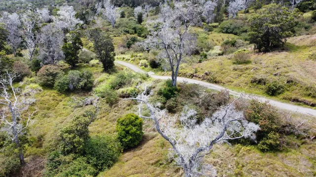a view of a yard with plants and trees