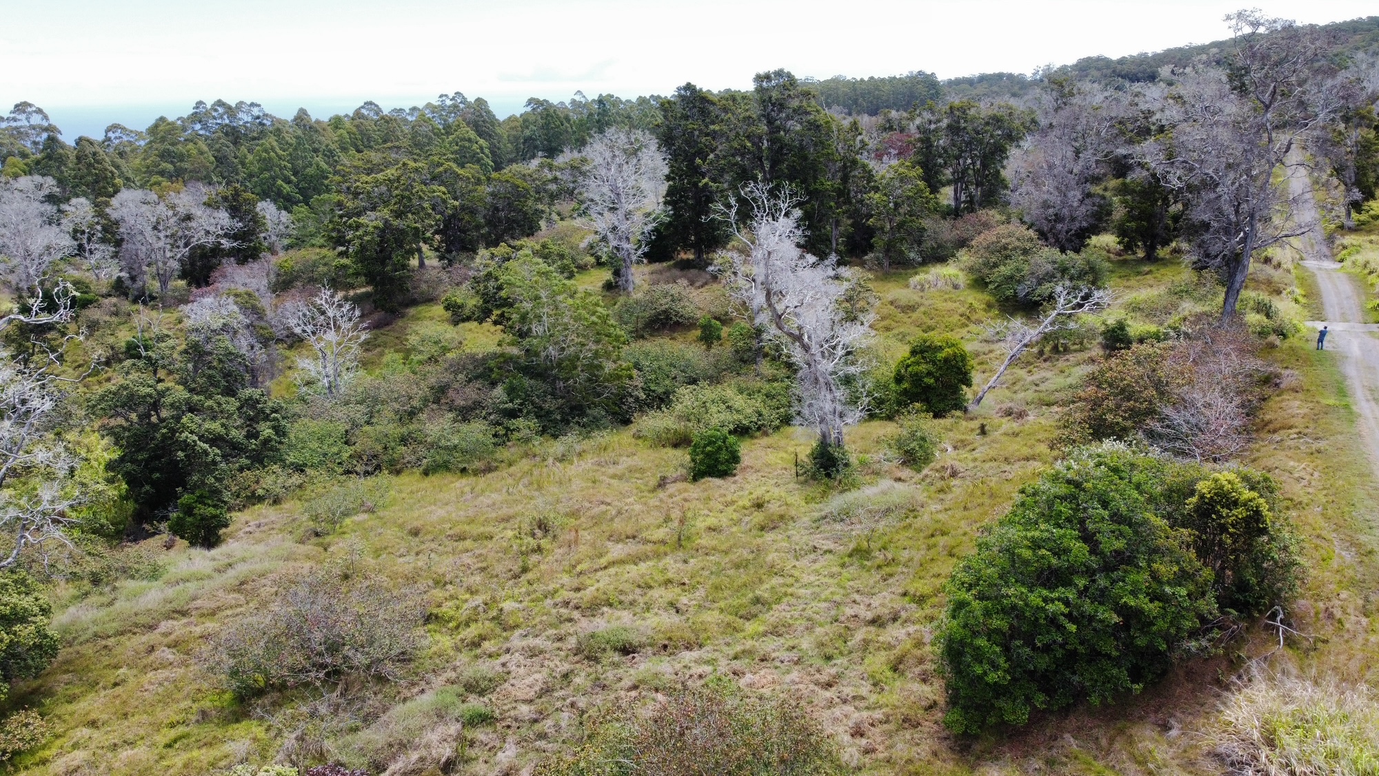 4 Lot Paauilo, HI 96776 - Photo 11 of 18 an aerial view of a houses with a yard