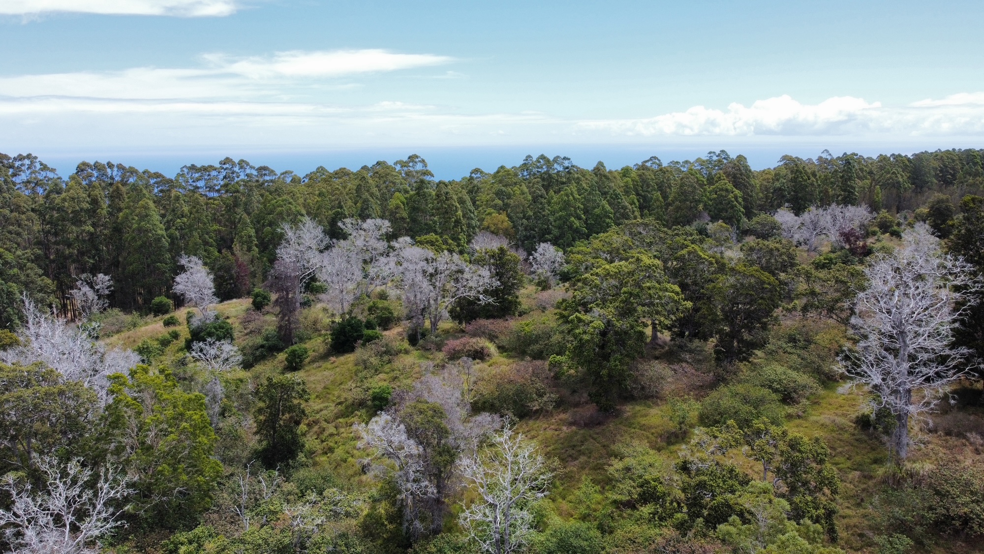 4 Lot Paauilo, HI 96776 - Photo 12 of 18 a view of a city with lush green forest