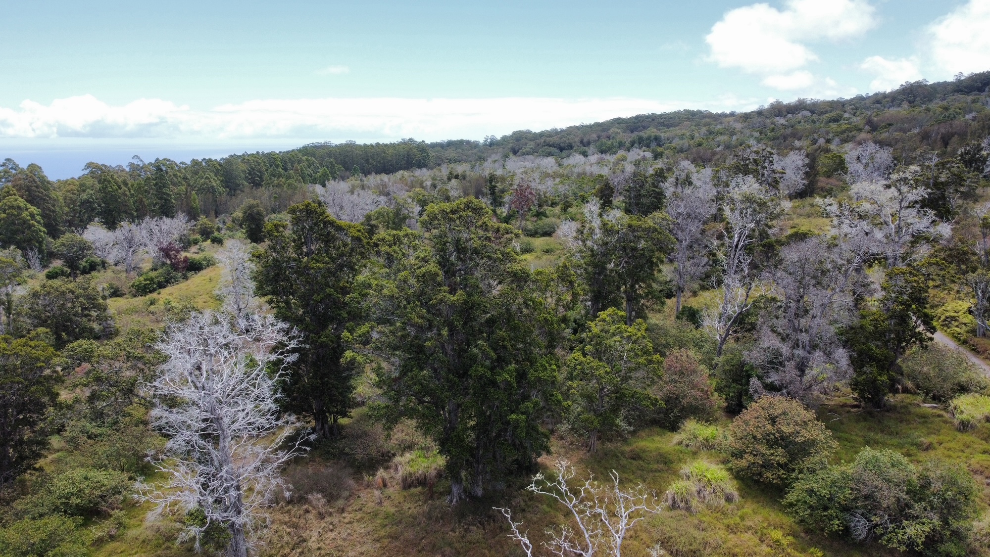 4 Lot Paauilo, HI 96776 - Photo 13 of 18 a view of a city with lush green forest