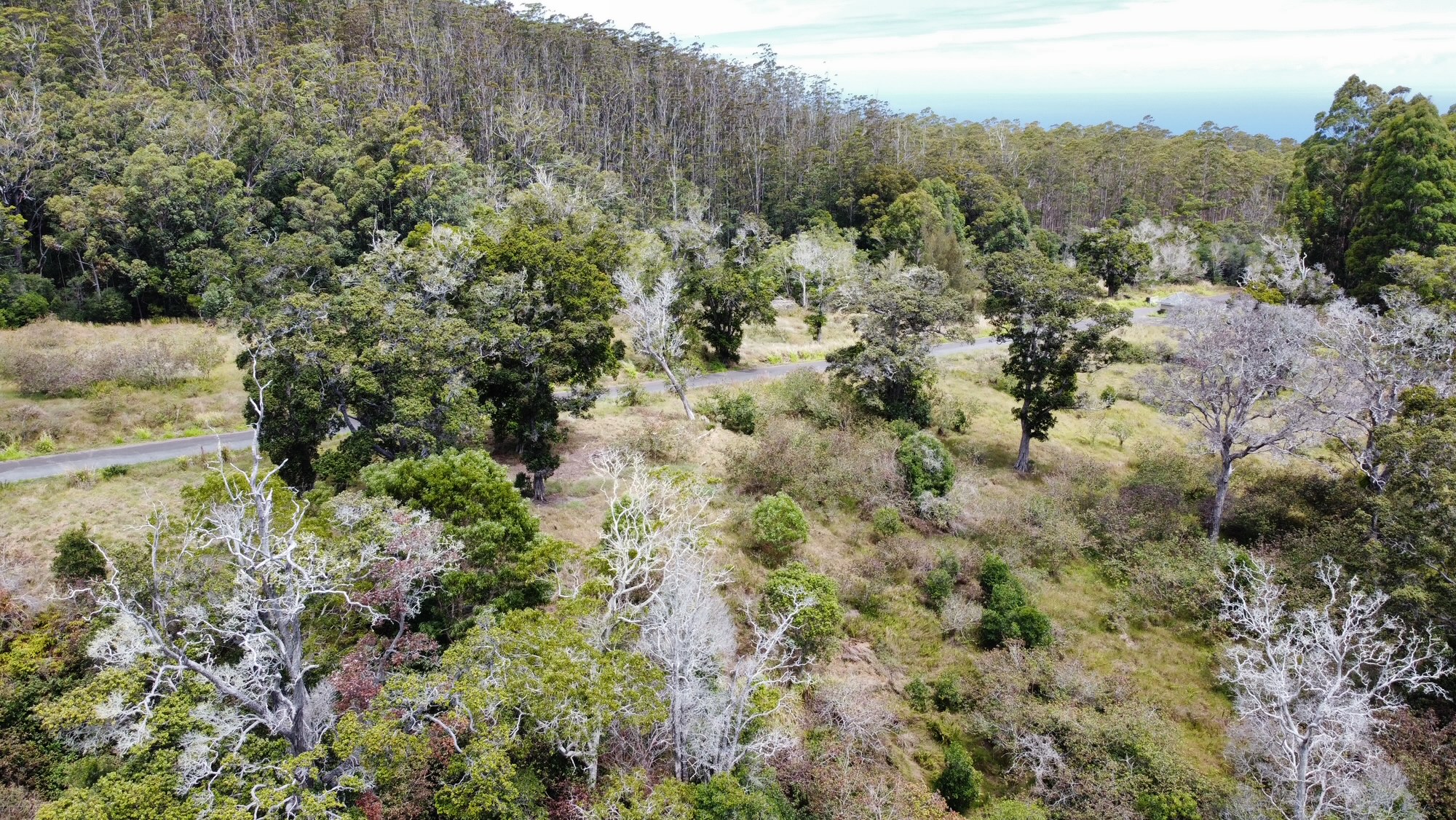 4 Lot Paauilo, HI 96776 - Photo 14 of 18 a view of a forest with a tree