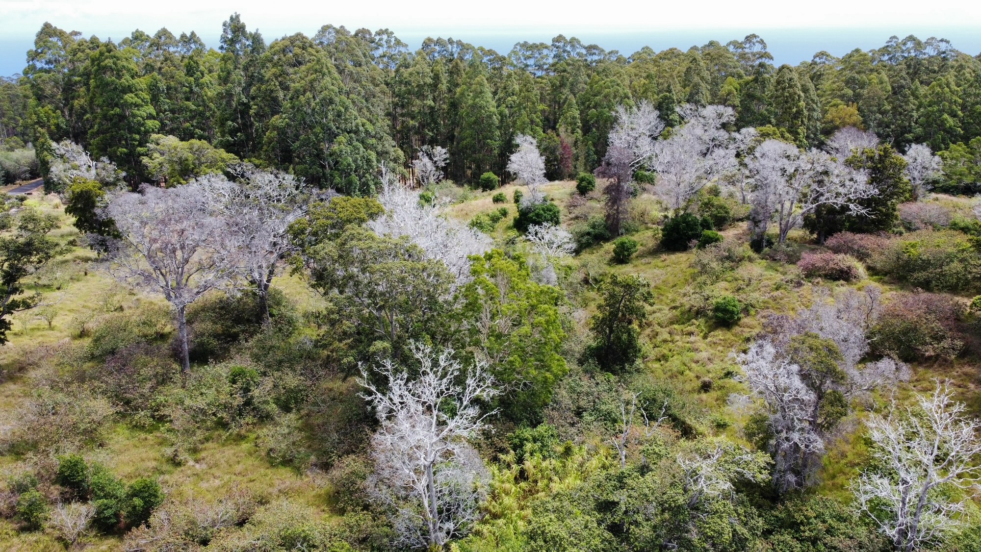 4 Lot Paauilo, HI 96776 - Photo 16 of 18 a view of a forest with a tree