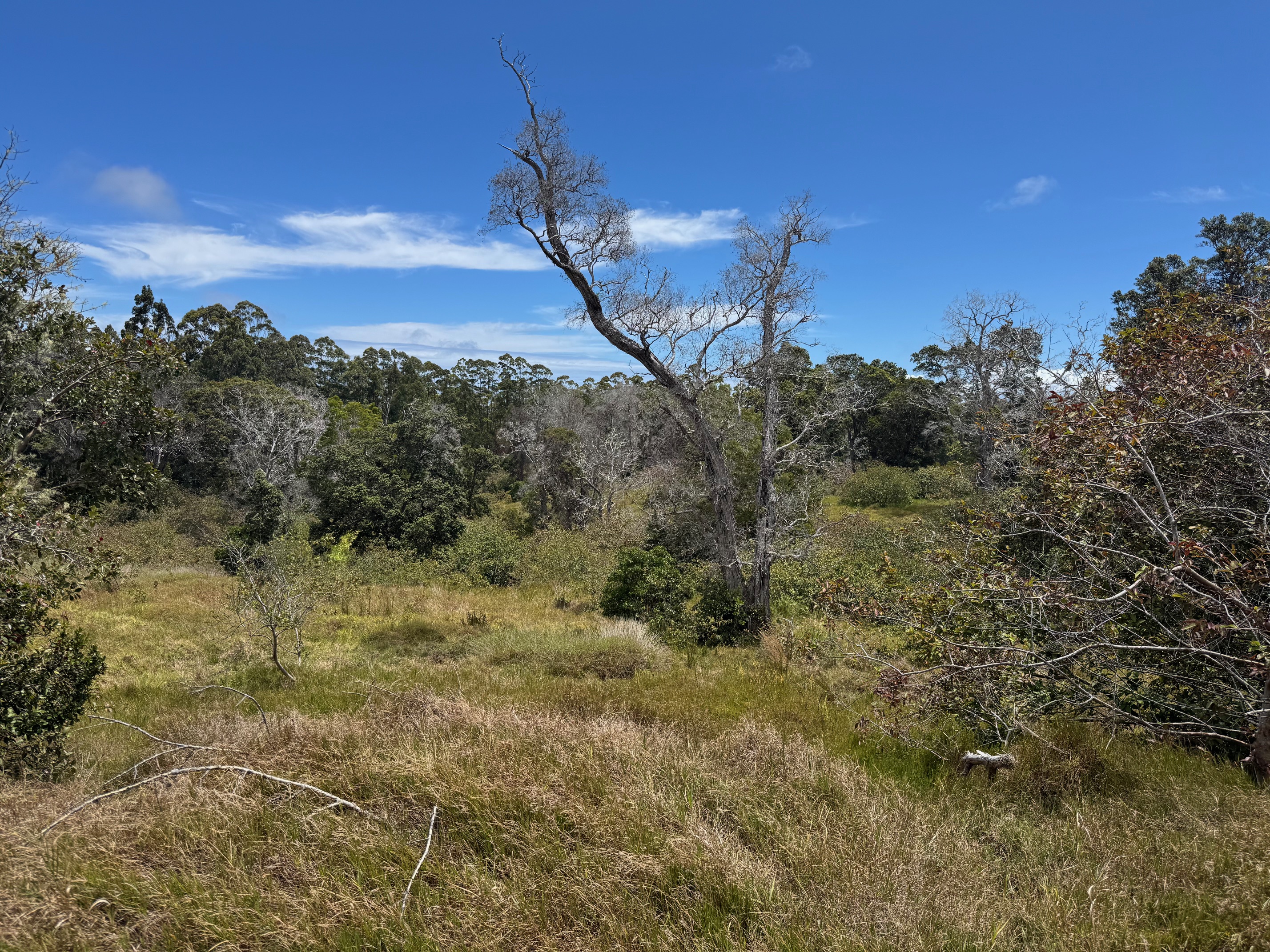 4 Lot Paauilo, HI 96776 - Photo 8 of 18 a view of a big yard