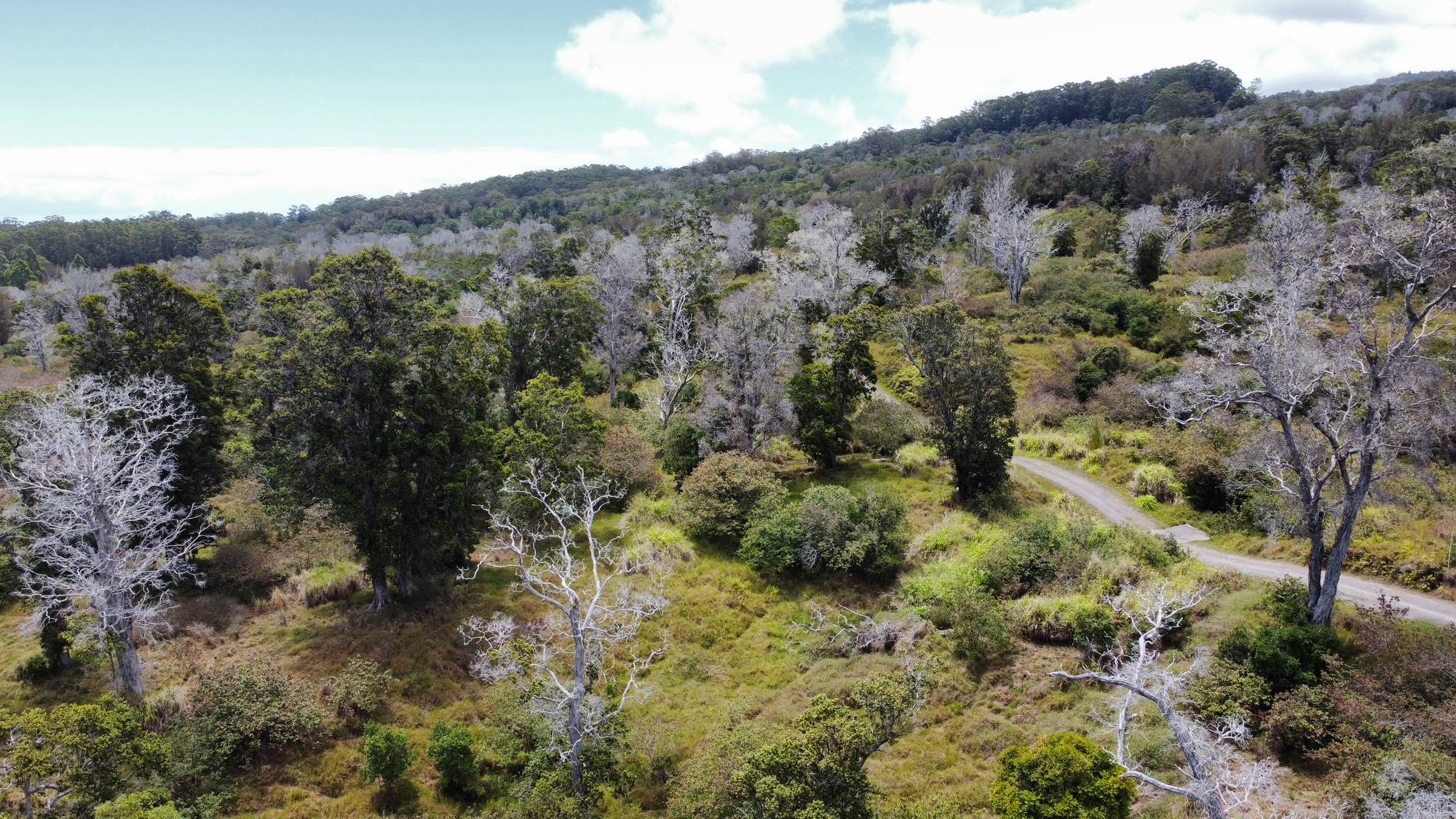 4 Lot Paauilo, HI 96776 - Photo 10 of 18 a view of a forest with mountains in the background