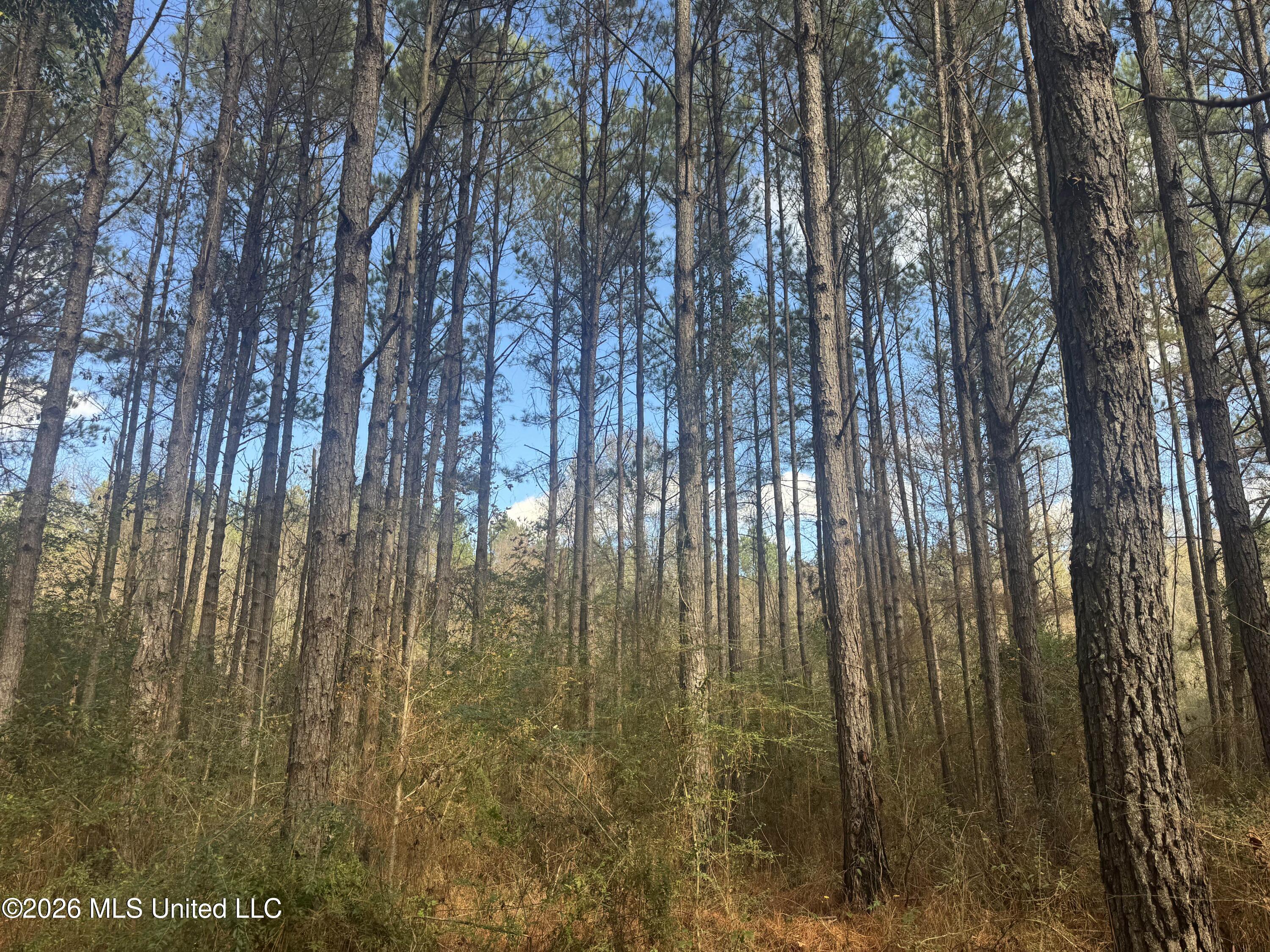 Mckenzie Road Tylertown, MS 39667 - Photo 2 of 50 2