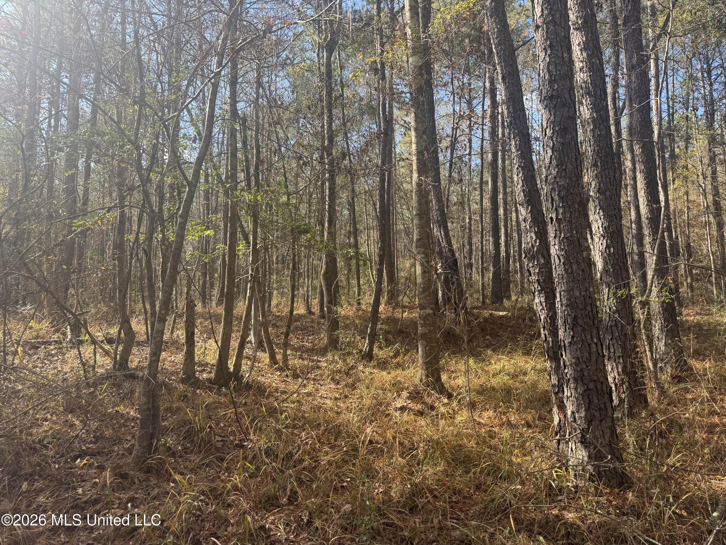 Mckenzie Road Tylertown, MS 39667 - Photo 31 of 50 31