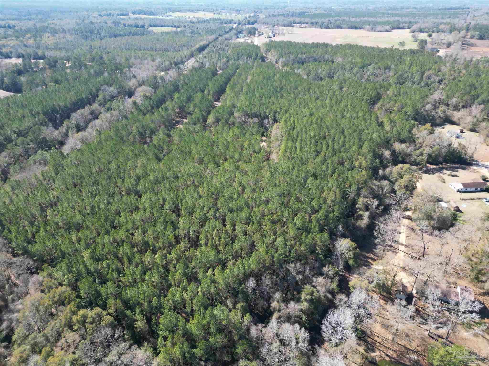 0 Old Fannie Road Flomaton, AL 36441 - Photo 5 of 6 a view of a forest with a street