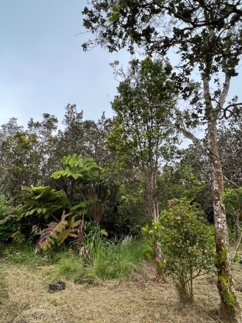 11-3715 Old Volcano Road Volcano, HI 96785 - Photo 14 of 14 a view of a forest